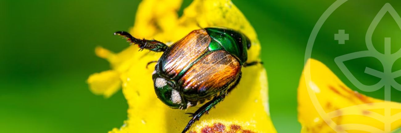 Image illustratrice de l'article