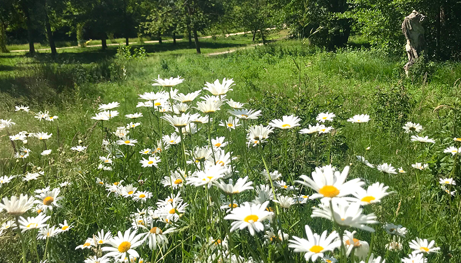 Image illustratrice de l'article