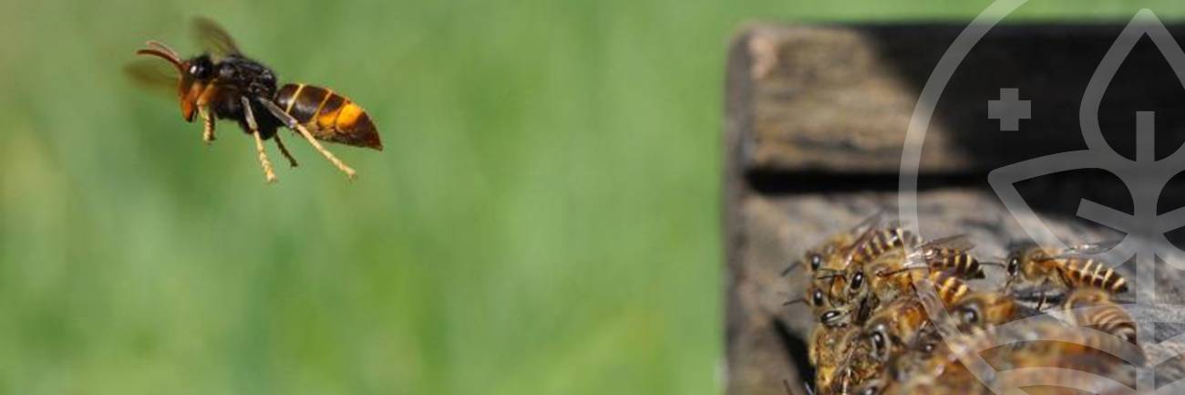 frelons asiatiques et abeilles