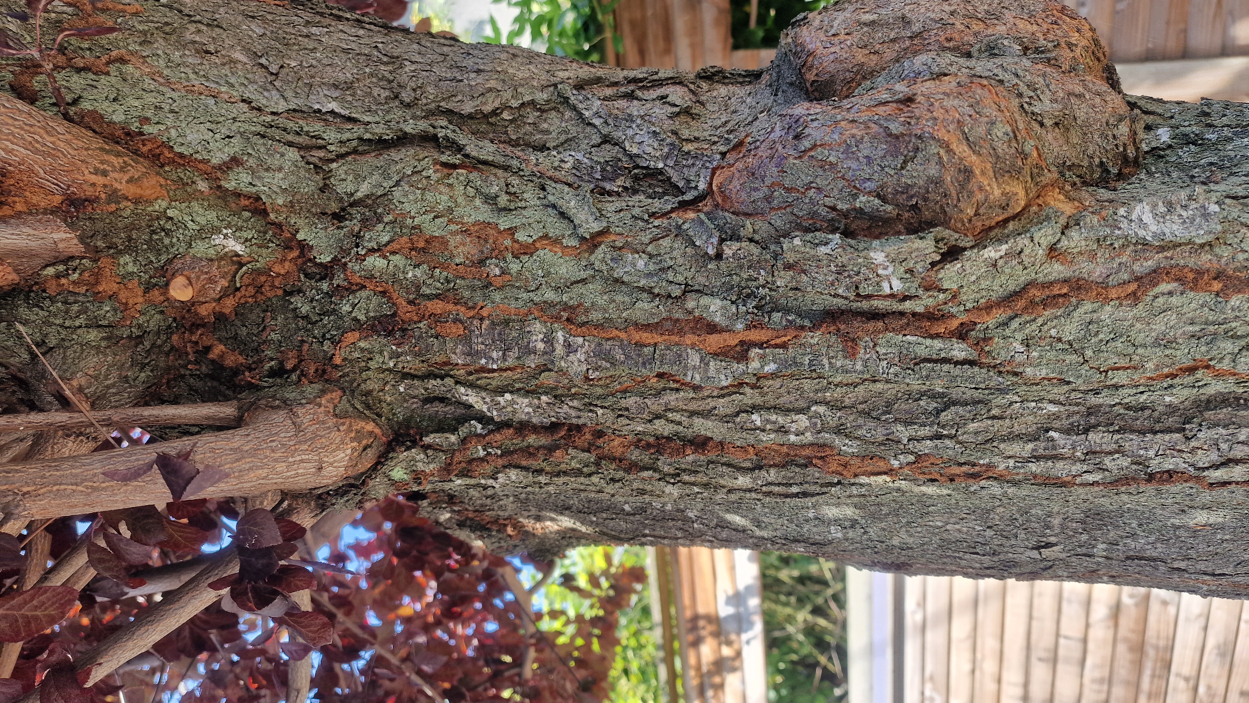 cordons de termites, bien visibles sur un prunus pourpre