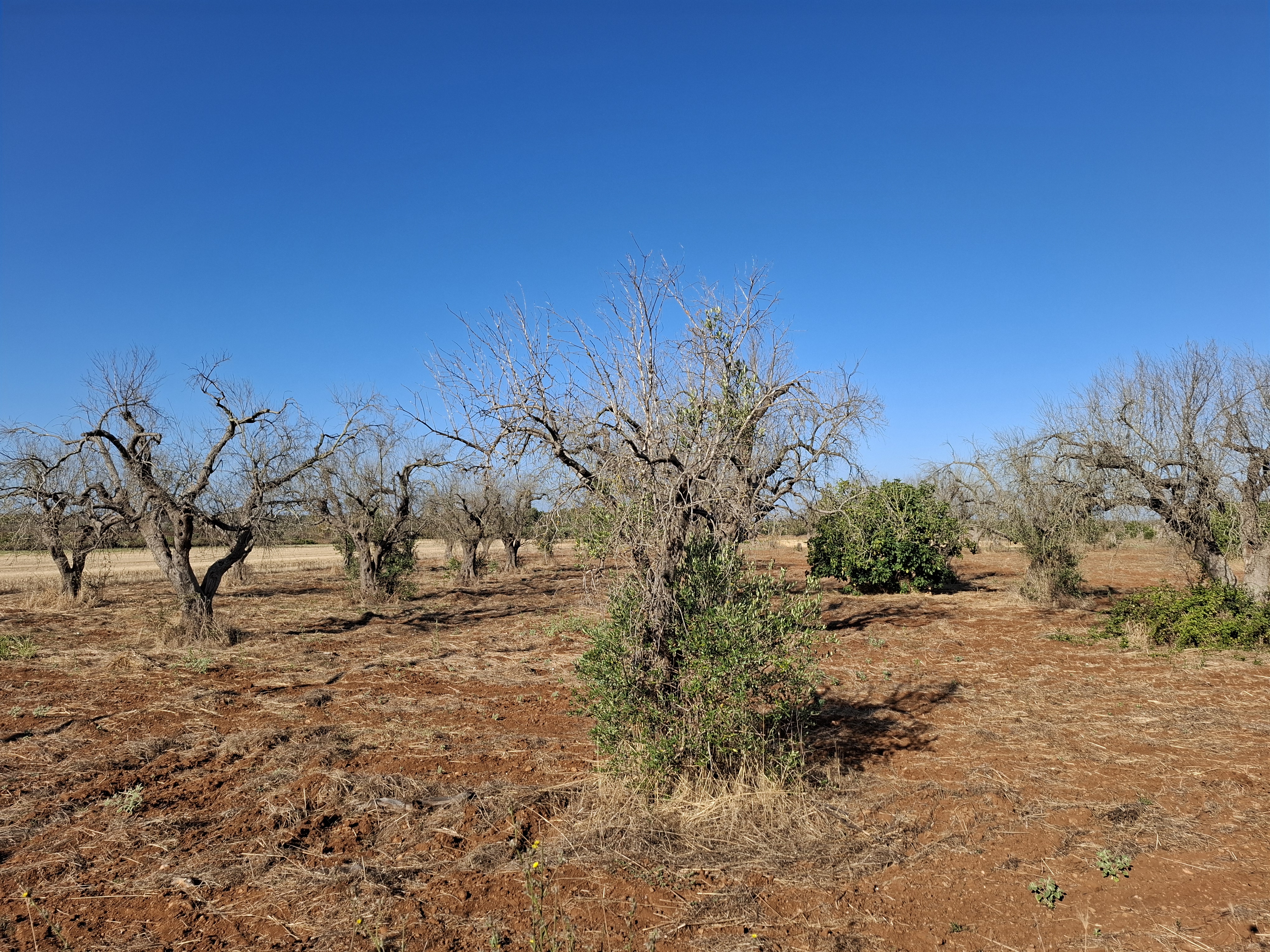 Symptôme de Xylella fastidiosa