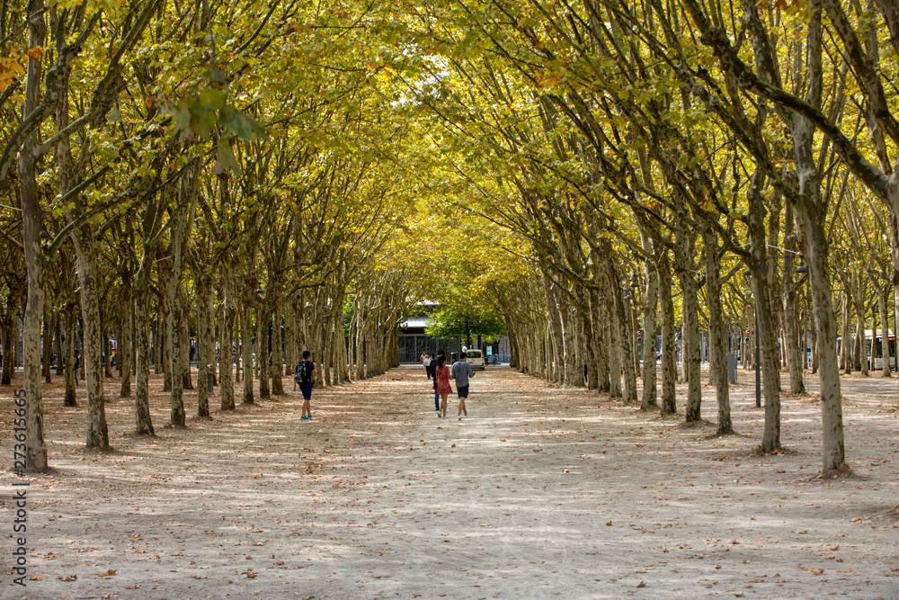 un alignement de platanes dans un parc urbain. On les retrouve dans des lieux de loisirs, le long des avenues, au bord des routes, ou encore en ornement de châteaux.