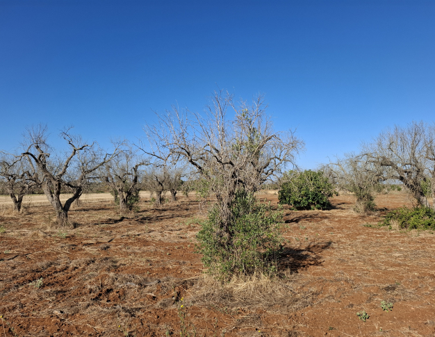 Symptôme de Xylella fastidiosa