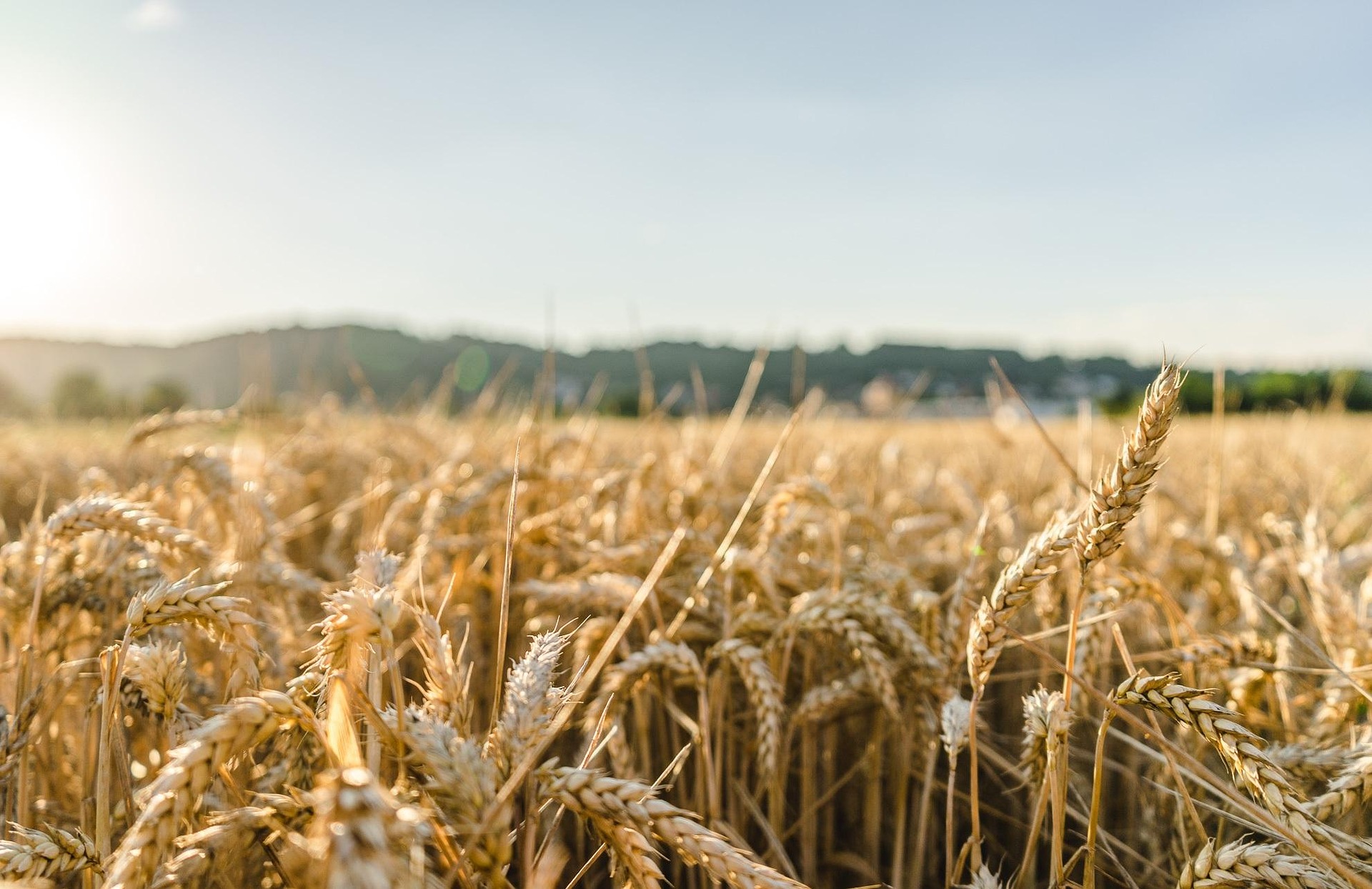 Biosurveillance dans les établissements d’enseignement agricole