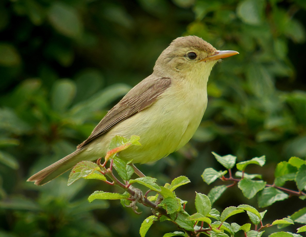 L’avifaune